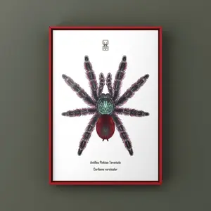 Tarantula Art Print 1-100 (Tiktok)