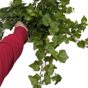 6” English Ivy