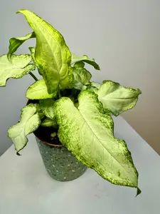 4" Syngonium 'Three Kings'