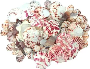 Sea Shells Mixed Beach Seashells Various Maximum Sizes up to 2 Inches Shells Approx. 80 Pieces Seashells