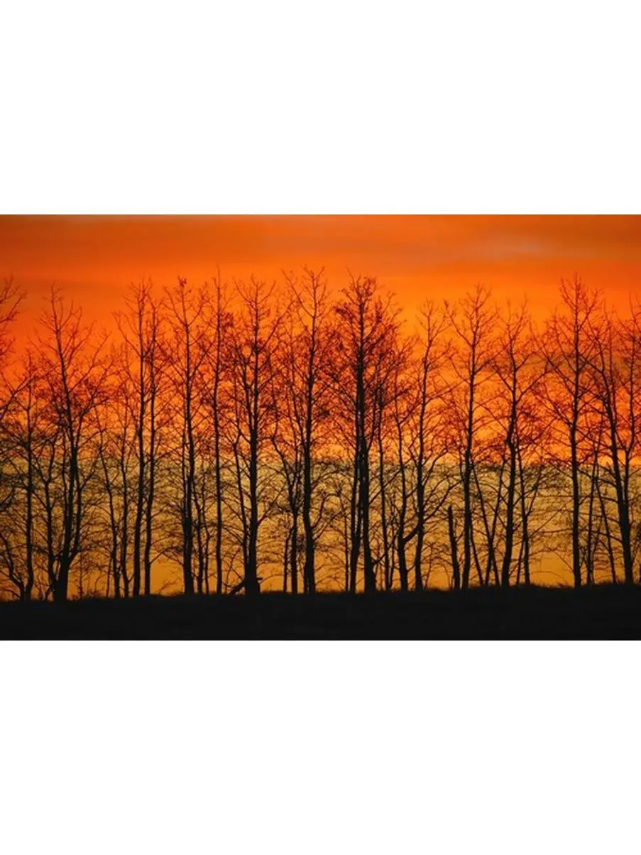 Artistic Trees Against Sunset Wall Decor Poster Print by Don Hammond - 17x11, Ideal Gift for Room Decoration