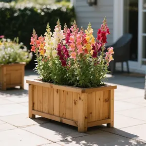 12000+ Snapdragon seed mix, Snapdragons are suitable for all kinds of home gardens and flowers that are cultivated and grown, non-GMO heirlooms that attract pollinators.