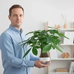 Money Tree Live Plant – Easy Care Indoor Tree for Home & Office Decor, Bring Good Fortune