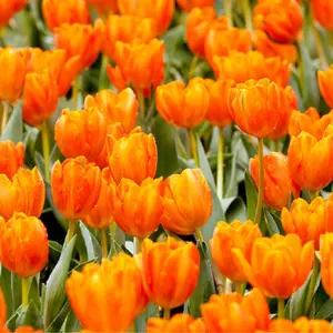 20 Orange Tulip Bulbs to Grow - Ships from Iowa, USA - Vibrant Orange Tulips, Award Winning