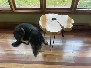 Durable Hardwood Live Edge Black Walnut / Sycamore End Table / Coffee Table
