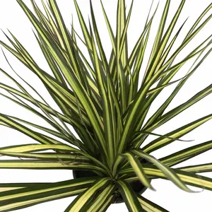 Kiwi Dragon Tree - Dracaena marginata - 6" Pot - House Plant