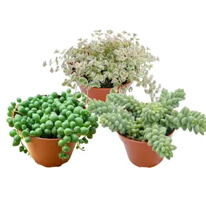 3pcs Live Succulent Plants Combination Trailing Hanging Succulents in 4in Planter, Sedum Little Missy Variegated, String of Pearls, Donkey's Tail, for Home Decor Garden Decoration Gift Ideas Ready to Repot Low Maintenance Partial Sun Low Water