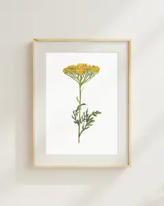 Yarrow Print