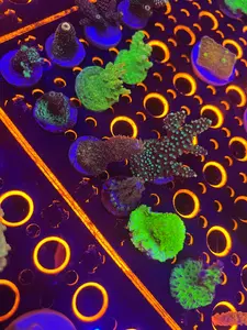 Assorted Acro Frag Pack 5pc