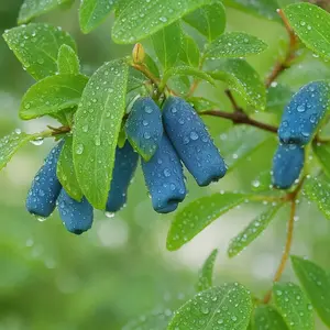 "Aurora" Honeyberry / Haskap