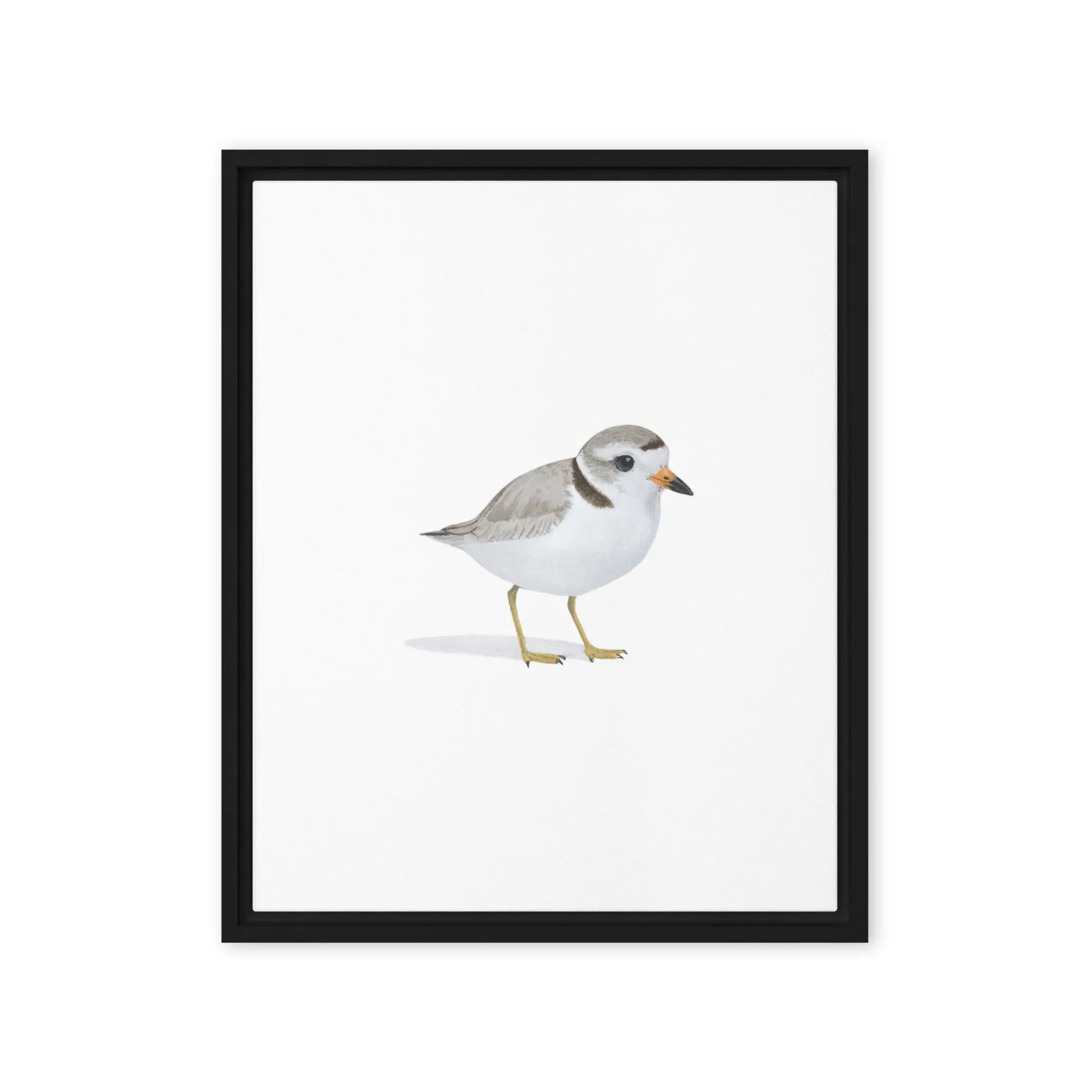 Piping Plover Framed canvas