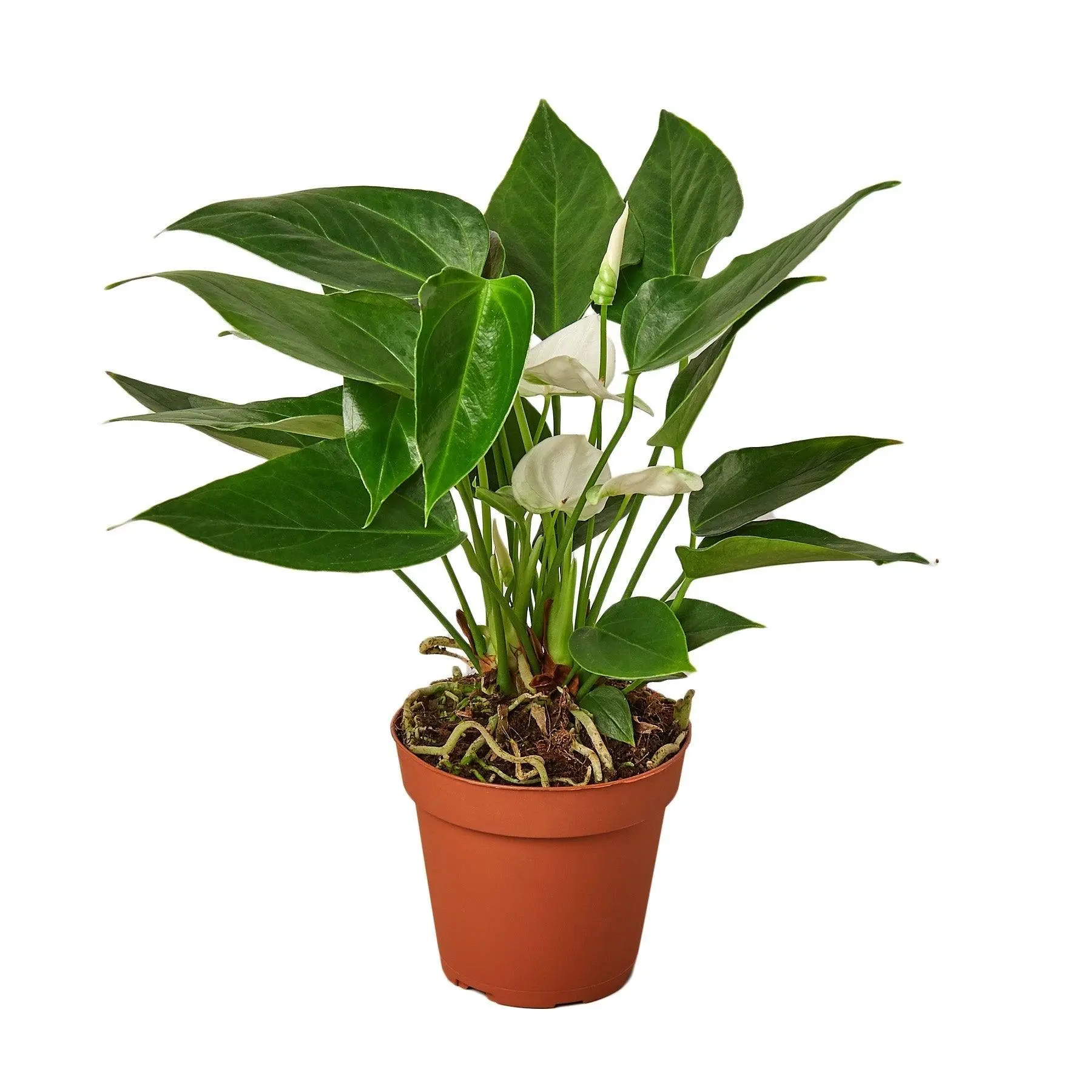 Anthurium 'White' Anthurium 'White'