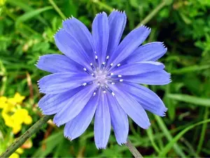 Antler Chicory Wildflower Seeds (Cichorium intybus), 4 Oz, Over 100,000 Seeds