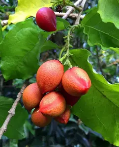 PEANUT BUTTER TREE/RARE FRUIT TREE ( BUNCHOSIA GLANDULIFERA )