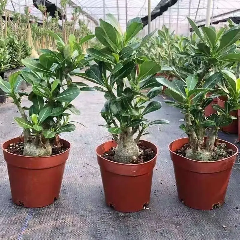 Healthy Desert Rose Adenium Caudex Root Tuber, Unique Sculptural Succulent, Drought-Tolerant Bonsai Plant for Indoor Home Patio Gardening