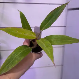 Philodendron calking gold