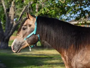 Elite Lariat Nylon Halter