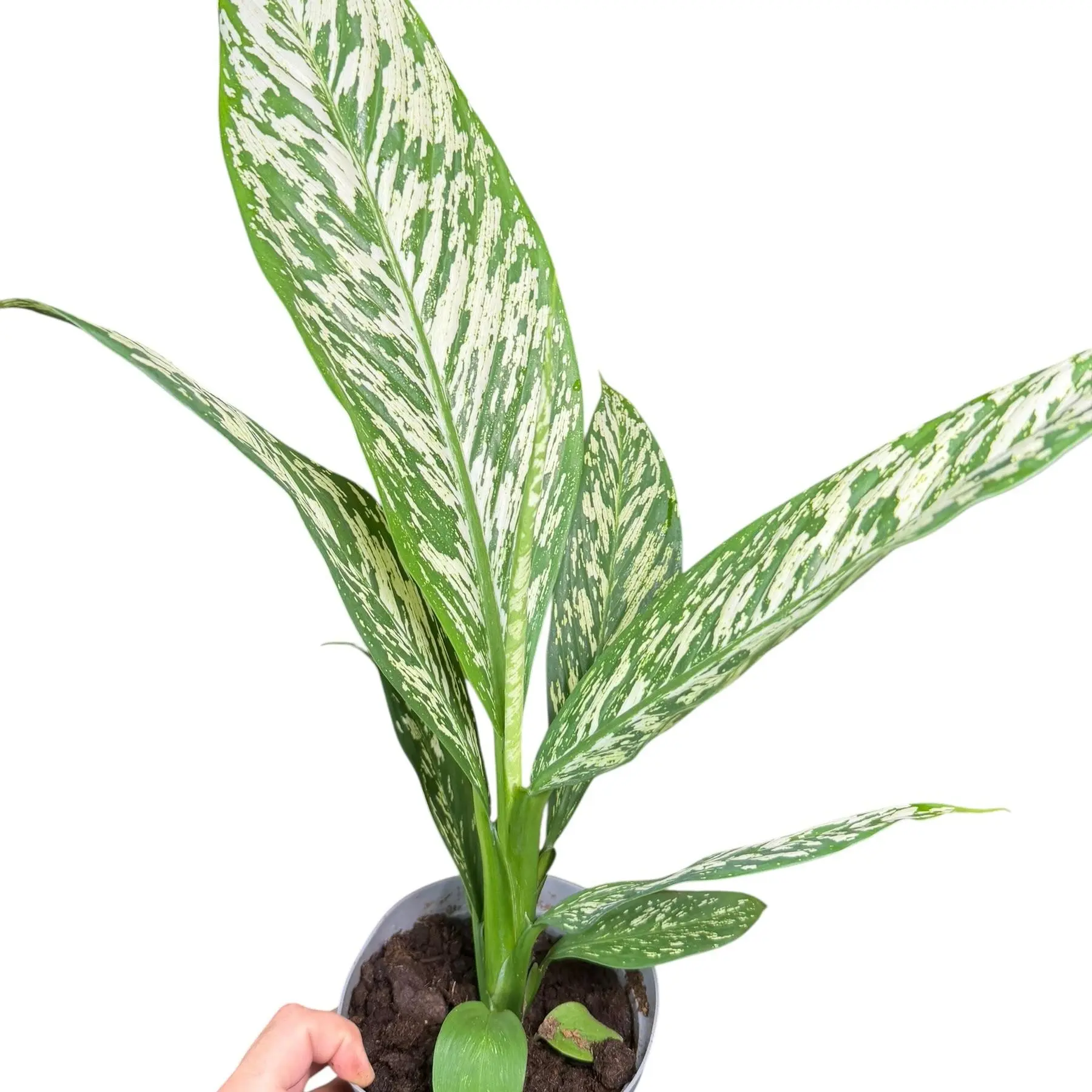 4 philodendron lemon Philodendron Lemon Lime | Houseplants