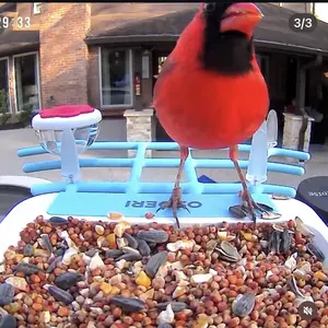 Osoeri Bird Feeder with Camera, Smart Bird Feeder Camera with AI Identify, Metal Bird Feeder with Suet Cage & Fruit Fork, Auto Capture Bird Videos & Motion Detection, Ideal Gift for Bird Lovers