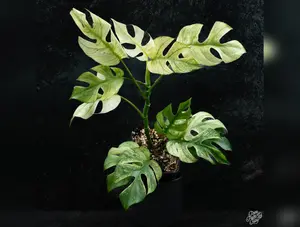 Rhaphidophora tetrasperma mint aka 'White Monster' variegated *Grower's choice*