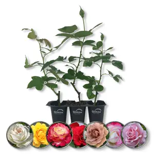 Rose Bush Variety Pack - Live Starter Plants in 2 Inch Pots - Grower's Choice One Each of Multiple Rose Varieties - Beautiful Fragrant Roses from Florida