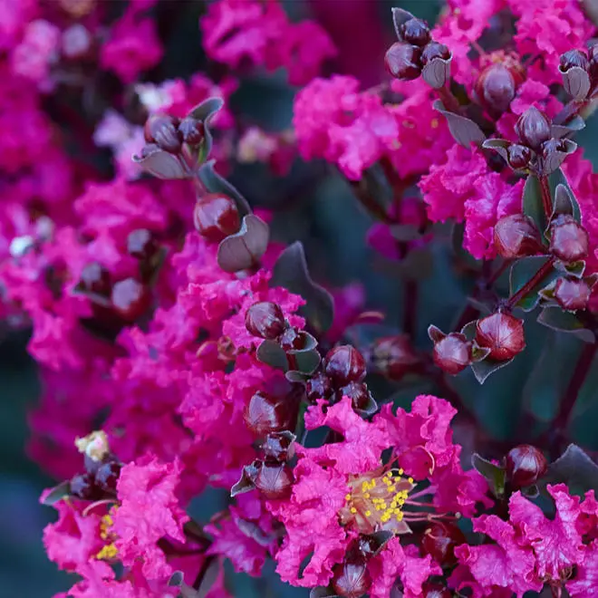 Mystic Magenta Black Diamond Crape Myrtle Decor Decorative Plant