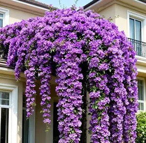 Mansoa alliacea Non-GMO Seeds – Easy-to-Grow Garlic Vine Seeds, Fragrant Purple-Pink-White Flowers, Balcony & Garden Climbing Ornamental Vine, Beginner-Friendly