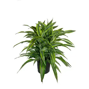 Dracaena Lemon Lime - Live Plant in an 10 Inch Growers Pot - Dracaena Warneckii "Lemon Lime' - Beautiful Indoor Air Purifying Houseplant