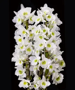Dendrobium Spring Snow (Bulb)