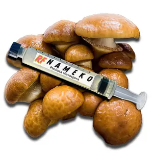 Nameko (Pholiota Microspora) Liquid Culture
