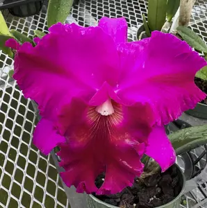 Rlc. Marsha T. Tsuruda 'Volcano Queen' | 5.5" pot | BS not in bloom