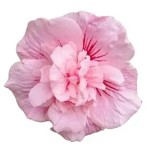 Green River 20 Double Light Pink Hibiscus Seeds - Flower Seed Pack, Hardy Perennial Mixed Hibiscus for Planting in Garden Borders and Containers, Attracts Pollinators, Rare Variety for Full Sun