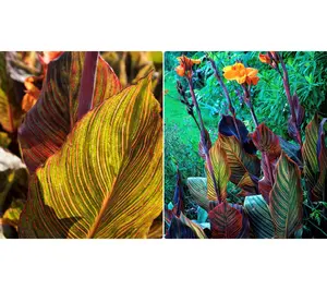 Roberta's 2 pc. Canna Lily Durban Bronze Bareroots