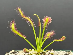 Drosera capensis “Red Form”