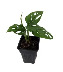 Swiss Cheese Plant - Monstera adansonii - 2.5" Pot