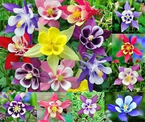 200 Columbine McKana Giants Flower Seeds, Perennial, Aquilegia caerulea, Colorful, Attracts Bees and Hummingbirds