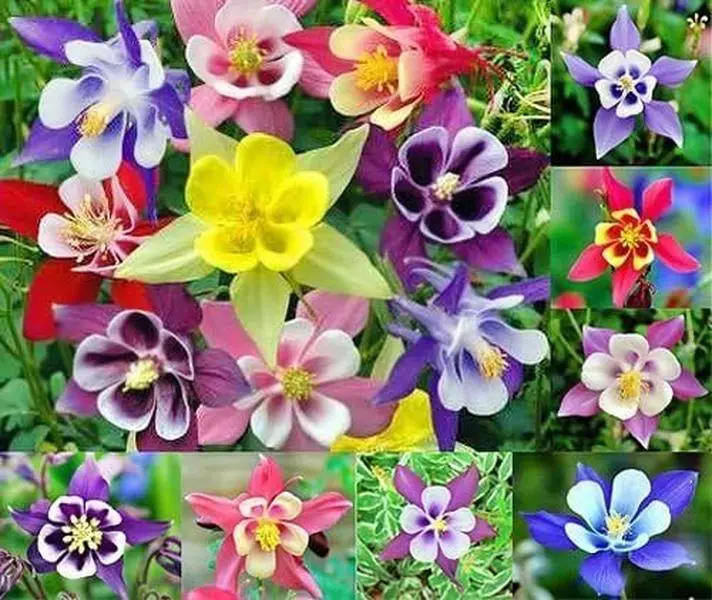 200 Columbine McKana Giants Flower Seeds, Perennial, Aquilegia caerulea, Colorful, Attracts Bees and Hummingbirds