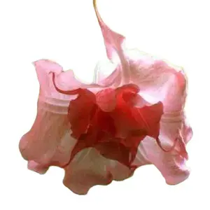 Green River 10 Strawberry Milk Angel Trumpet Seeds - Charming Trumpet Flower Seed Pack, Perennial Flower With Soft Pink And Cream Blooms, Sweetly Fragrant Evening Showpiece For Tropical Gardens, Patio Containers, And Pollinator-Friendly Spaces