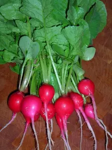 Cherry Belle Radish - 500+ seeds