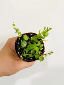 String of Turtles - Peperomia Prostrata - 2" Pot