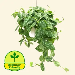 Satin Pothos 6” Hanging - Silver Easy Care Hanging House Plant