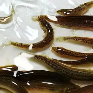 Soft Simulation Loach Fishing Lure, Salted Fish Scent PVC Bait, Multi-Color Soft Bait for Freshwater & Saltwater, All-Season Lure for Predatory Fish
