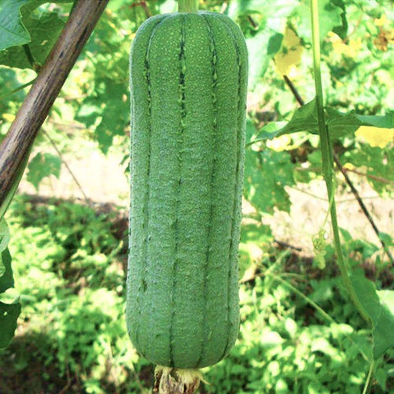 Smooth loofah seeds - 30 seeds - 2025 Plant smooth medium wide sponge open pollinated cucumber loofah Bitter Gourd Asia Grow your own family farm yard