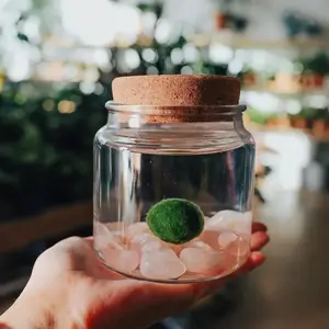 Large Moss Ball Terrarium with Rose Quartz Crystals, 4" Height, 4" Diameter, 1 lb, Home or Office Decor Gift Plant, Made in USA, Zebra Mussel-Free