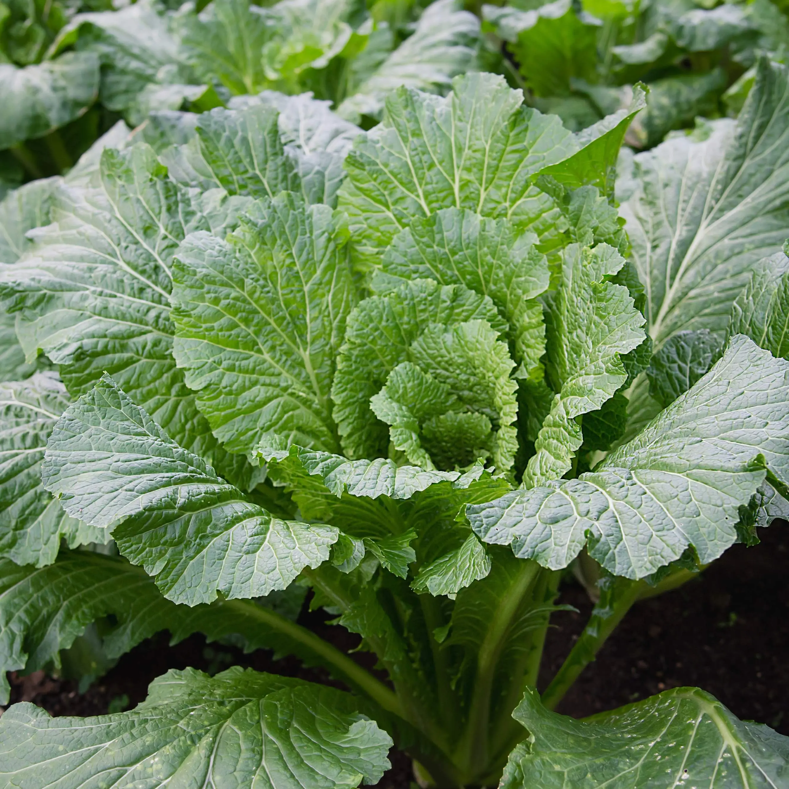 Michihili Chinese Cabbage (Brassica rapa subsp. pekinensis 'Michihili') Organic Seeds – Crisp Tender Leaves, Mild Flavor, Ideal for Stir Fry and Kimchi