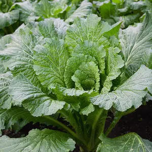 Michihili Chinese Cabbage (Brassica rapa subsp. pekinensis 'Michihili') Organic Seeds – Crisp Tender Leaves, Mild Flavor, Ideal for Stir Fry and Kimchi