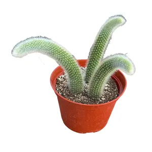 Monkey Tail Cactus | 6 inch | Cleistocactus colademononis: 6 inch