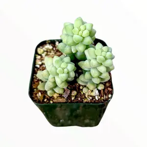 2” donkey tail succulent - burros tail - live plant - sedum burrito - live succulent -sedum morganianum