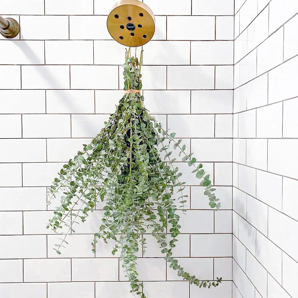 Shower Eucalyptus Bouquet USA Fresh [Ribbon To Hang Included] California Grown Large Stems  Natural Real Live Smell Self Care Leaves Bundle Eucalipto