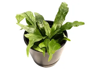 Crocodile Fern 4" Potted Live Plant - Microsorum musifolium - Alligator Fern